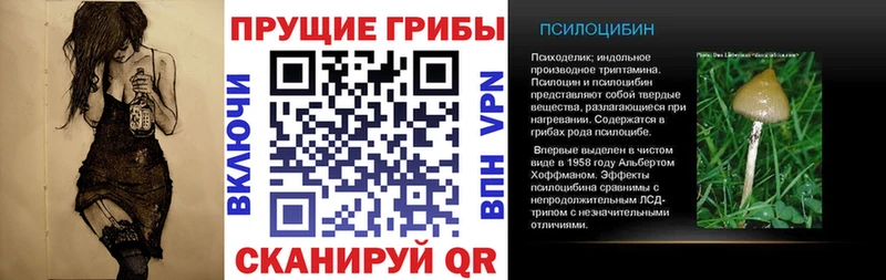 Купить закладки  Новокубанск  Псилоцибиновые грибы Cubensis 